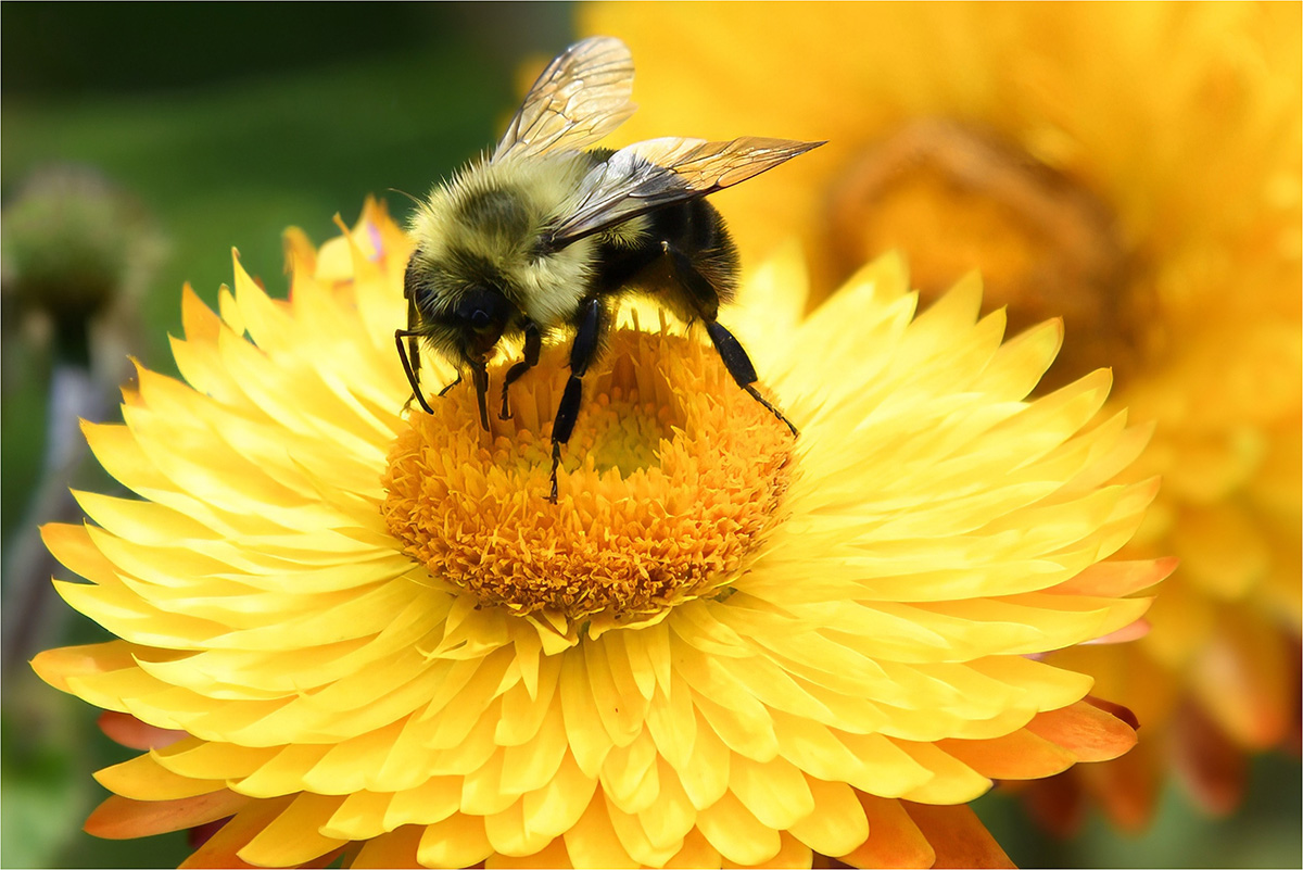 Rock John Bee on Flower Nature   Zoological   Class B 20251022